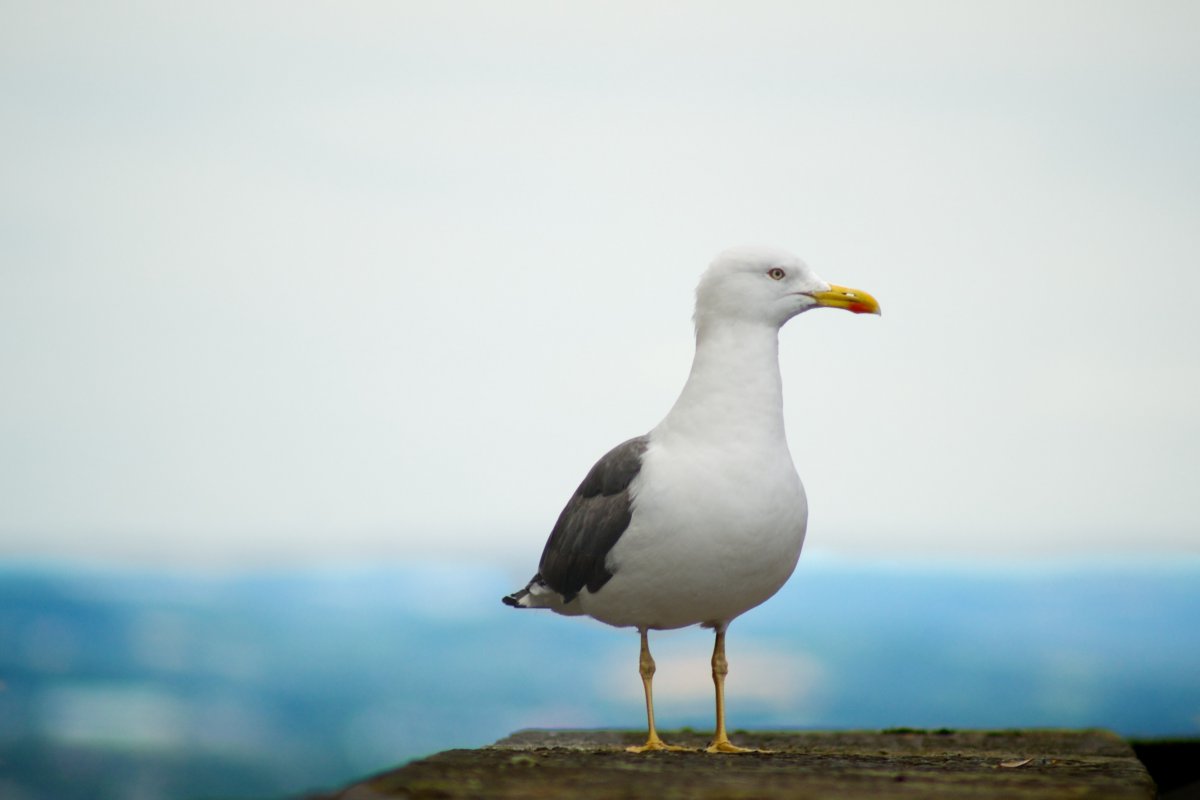 ɰĺŸͼƬ