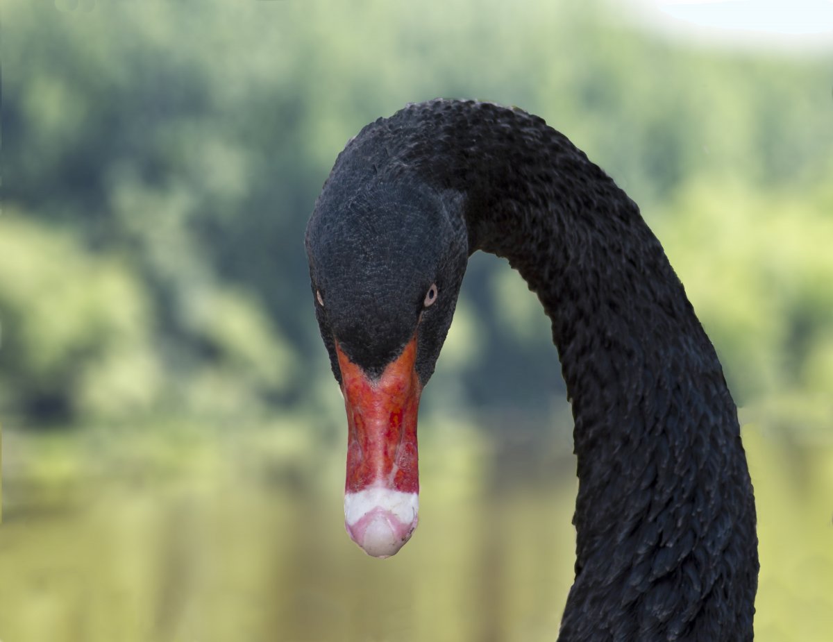 ̬ŵĺͼƬ