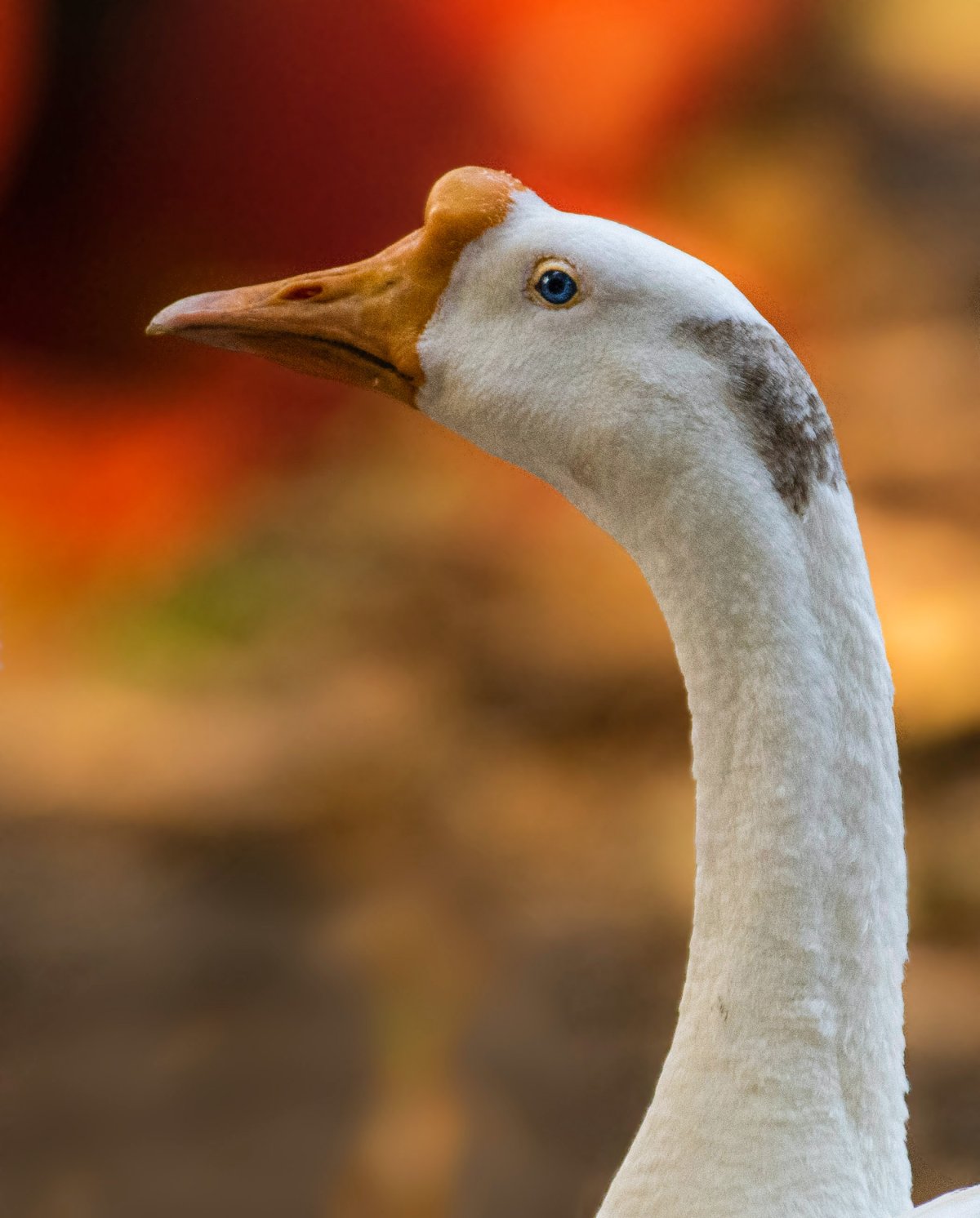 ͷдͼƬ