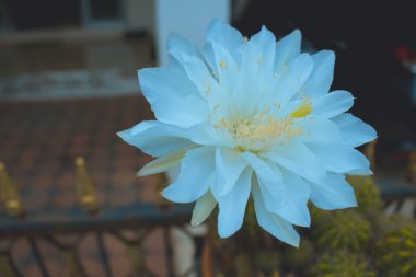 ɫƻͼƬ