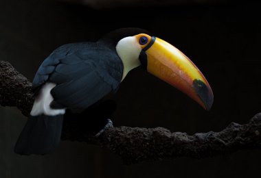 ͼƬ