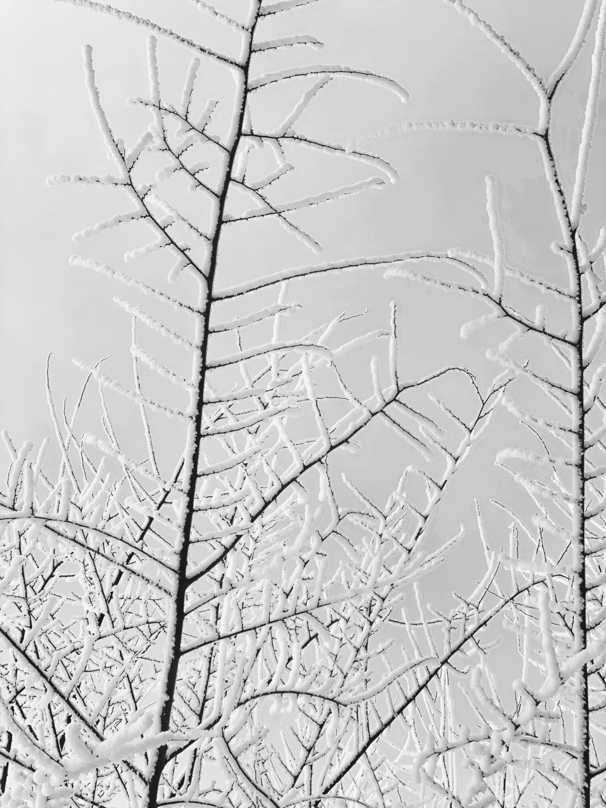 ѩǵĸ֦ͼƬ