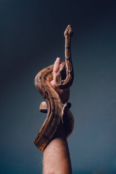 ֱ۲ߵͼƬ