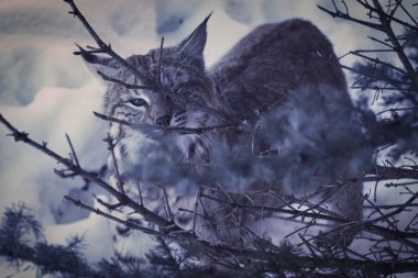 ҰɽèͼƬ