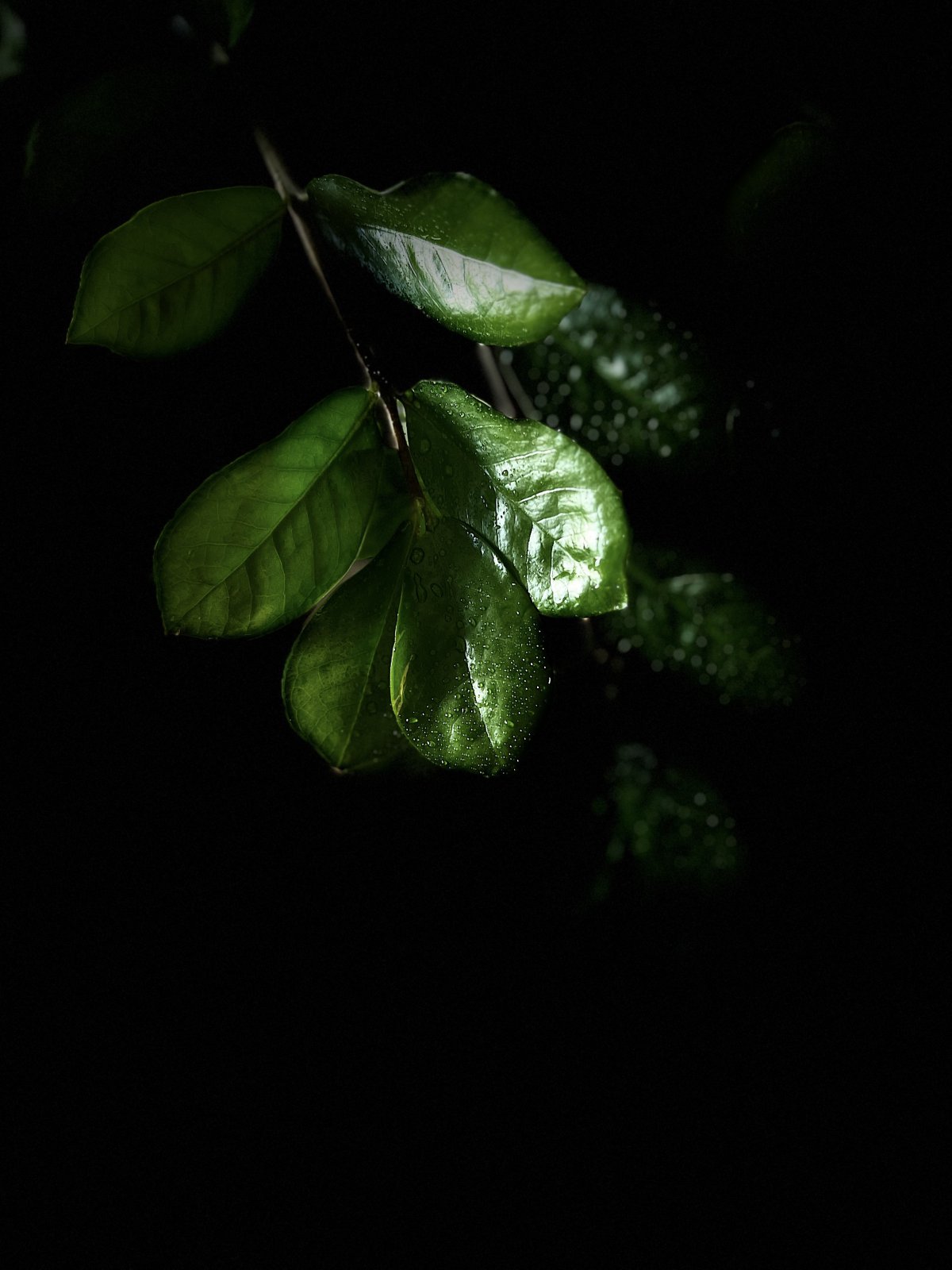 ɫҶӰӰͼƬ