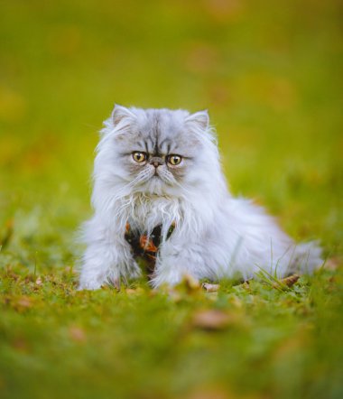 ڲݵϵĻɫ˹èͼƬ
