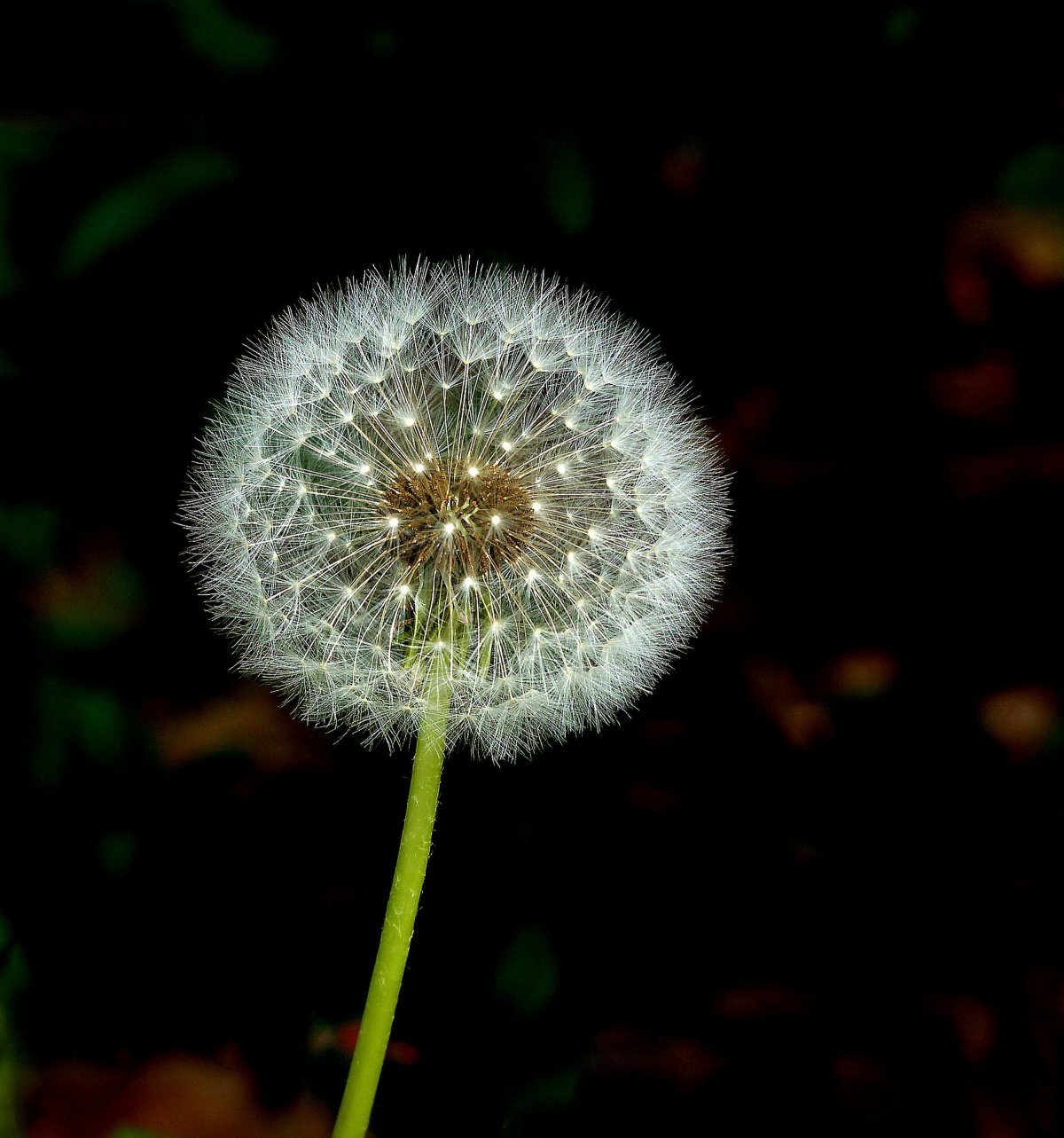 һɫҰѹӢͼƬ