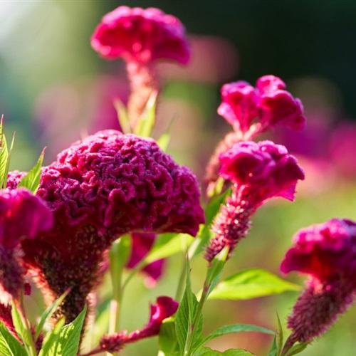 ʺʹõĻͷ