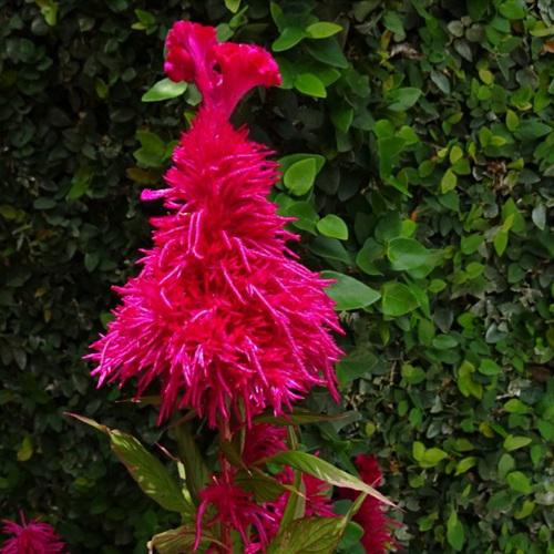 ʺʹõĻͷ