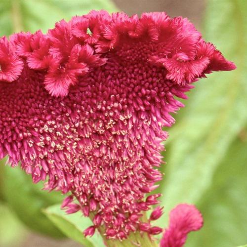 ʺʹõĻͷ