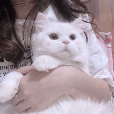 qqͷ˧Į ䷶ͷ