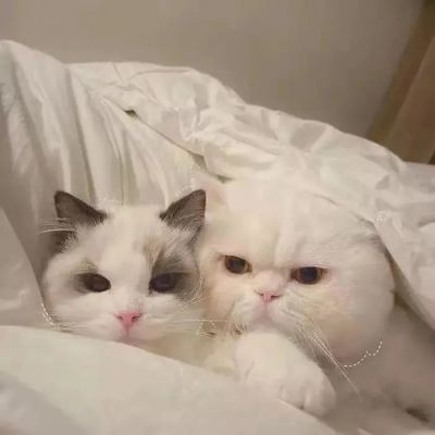 ȫͷϼ