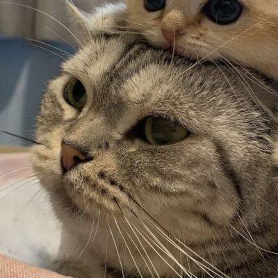 һϲͷ