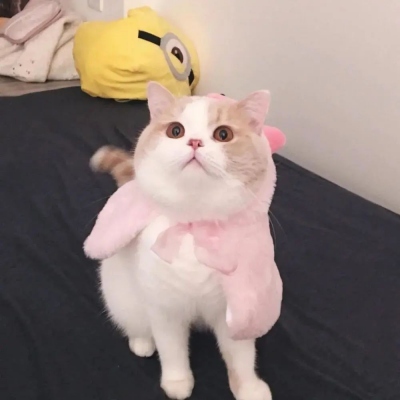 ۵Ľͷ˫