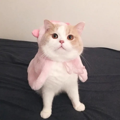 ۵Ľͷ˫