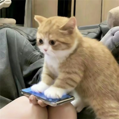 Ѳϵгͷ
