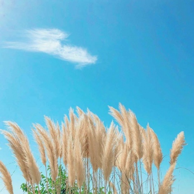 ʺͷͼƬ