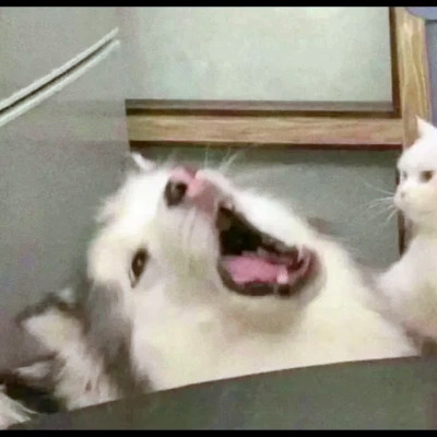 һϿɰĶͷ