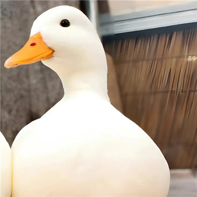 ɰĿͨͷ