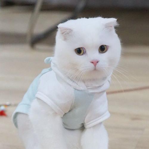 ɰȳ
