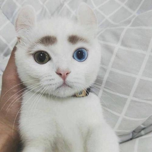 ɰȳ
