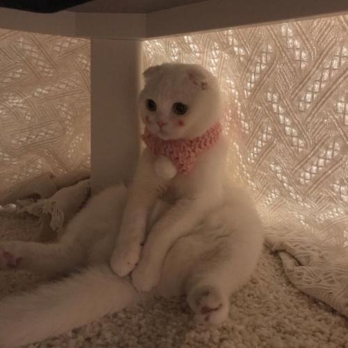 ȵͷͼƬɰ