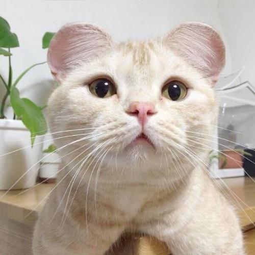 ȵͷͼƬɰ