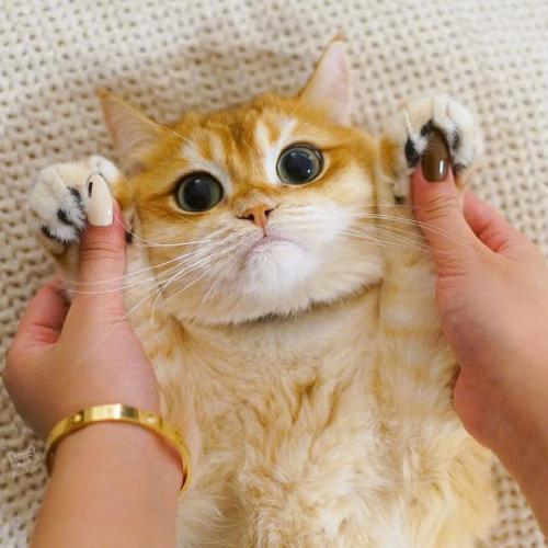ȵͷͼƬɰ