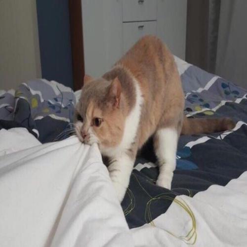 ȳqqͷȫɰƤɰ