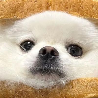 ɫȳɰͷ