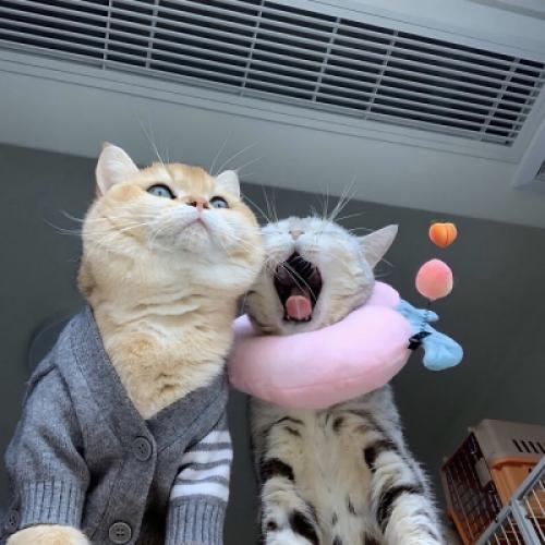 ɰȵͷ񣬳ϵӲ