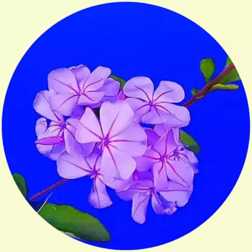 Ŀķ羰΢ͷ