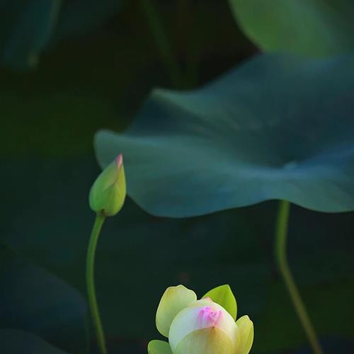 ΢ͷͼƬ羰ɻ