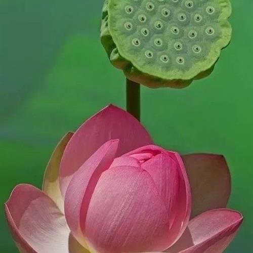 ΢ͷĺɻͼƬ