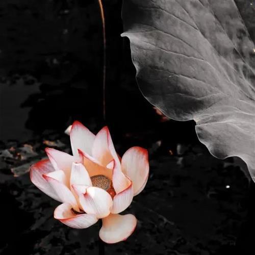 ʺ΢źɻͼƬͷ