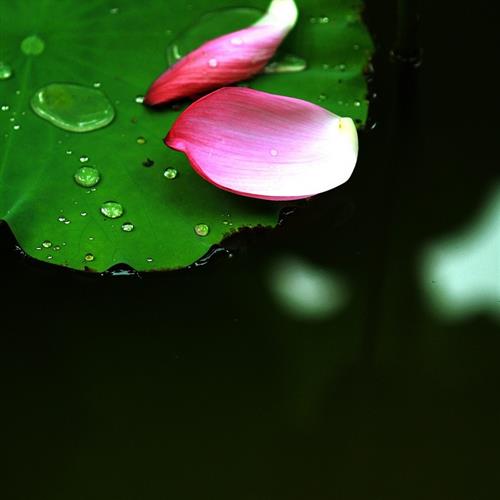 澳ɻͷ׿֮