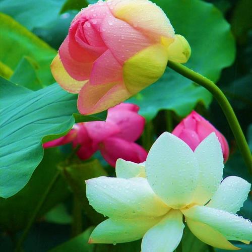 澳ɻͷ׿֮