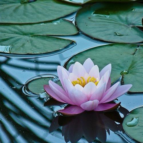 澳ɻͷ׿֮