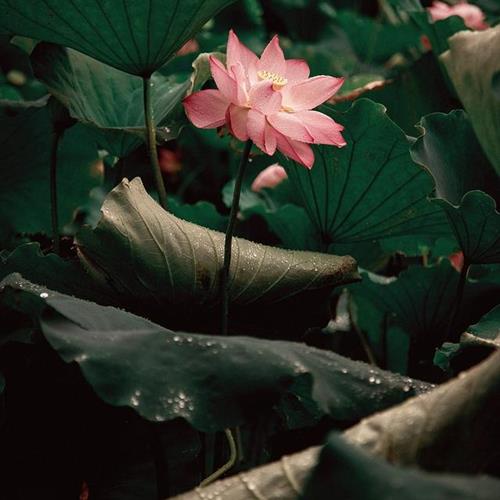 澳ɻͷ׿֮