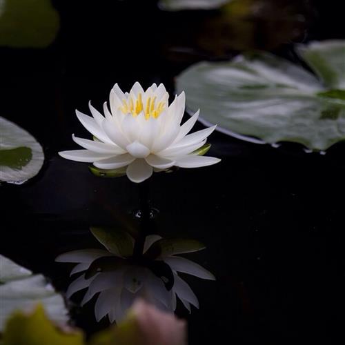 澳ɻͷ׿֮