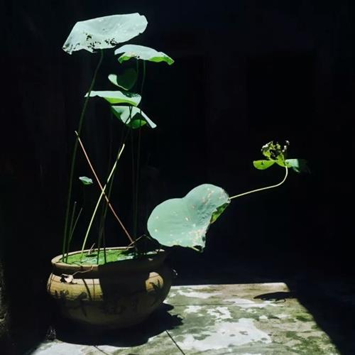 澳ɻͷ׿֮