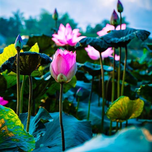 澳ɻͷ׿֮