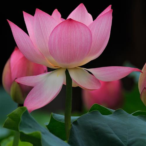 澳ɻͷ׿֮