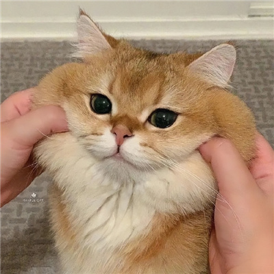 ɰèͷcp