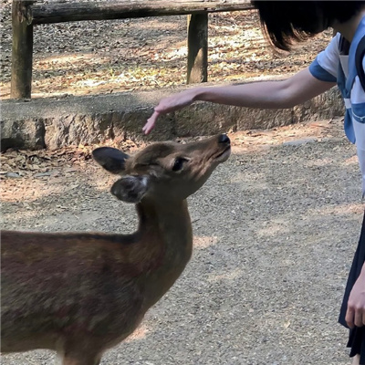 ʺ͵͵ĵͷ