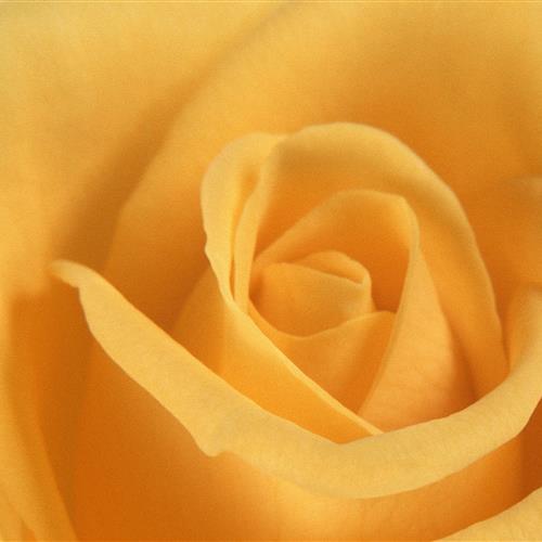 ͷٲʢ׷ҸͲƸ