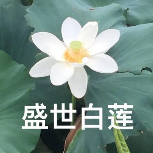 ͷͼƬͼƬΨ