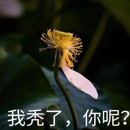 ͷͼƬͼƬΨ
