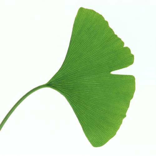 СҶͷҶӵ״죬еΣе