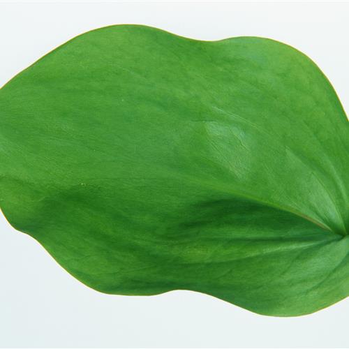 СҶͷҶӵ״죬еΣе